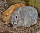 Ницца пара кроликов, один серый и другие светло-коричневый